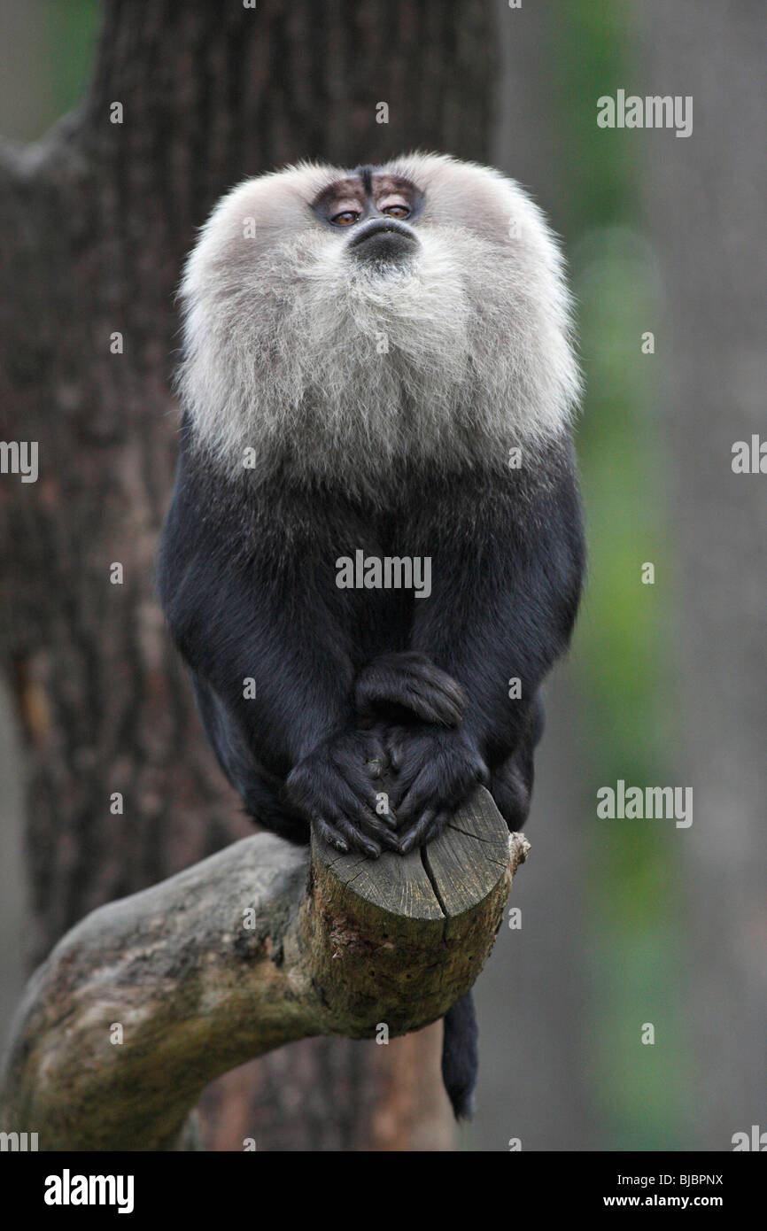 Lion Macacque (Macaca silenus) - male showing impressive gesture, sitting on branch Stock Photo