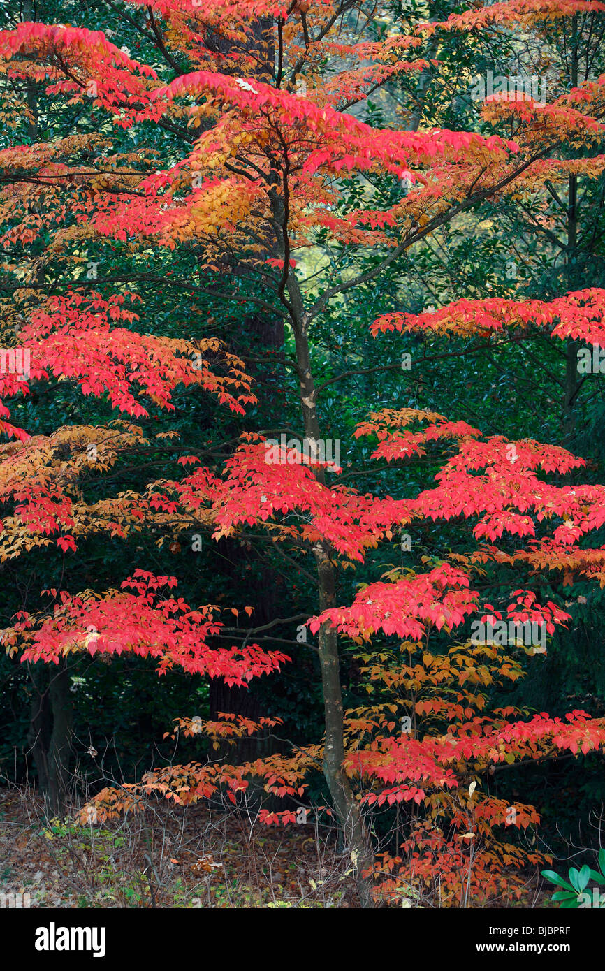 Table Dogwood (Cornus controversa), tree in park showing autumn colour, Germany, origin Japan, China, Himalaya Stock Photo