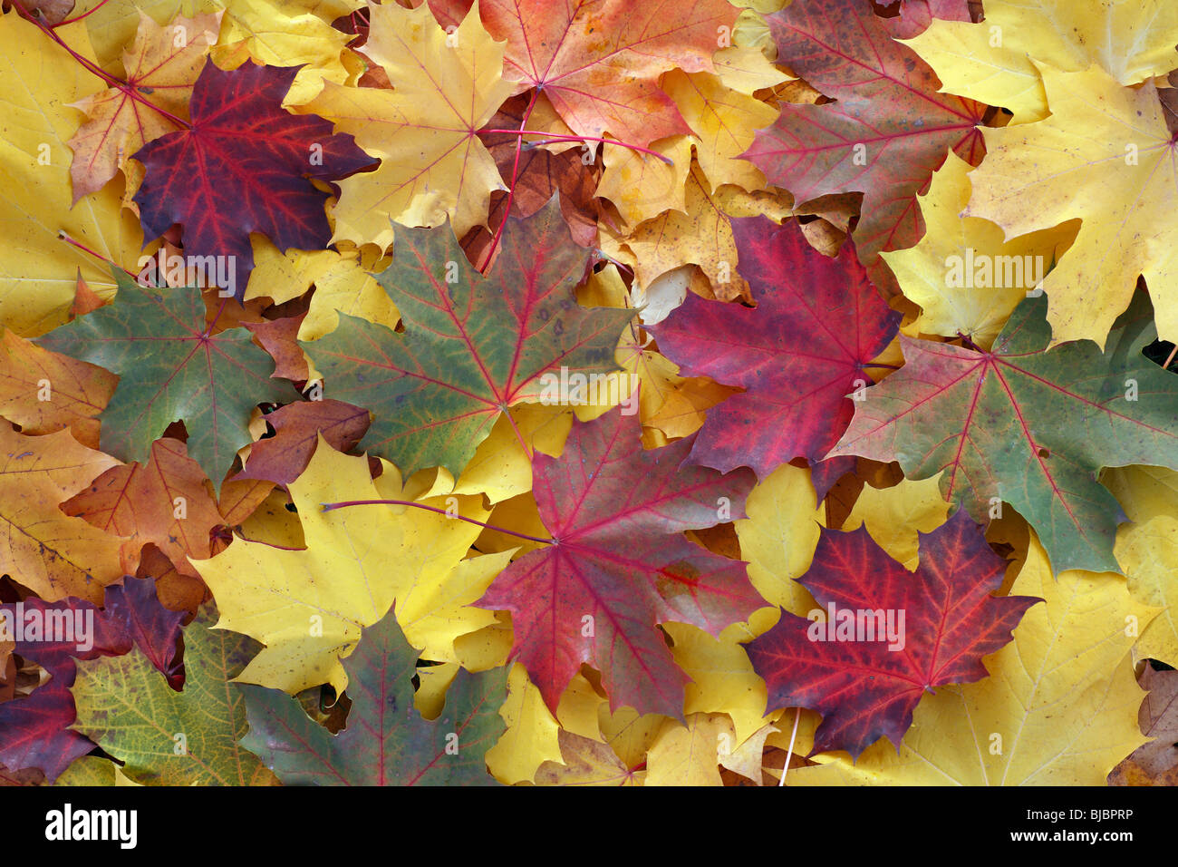 Norway maple (Acer Pseudoplatanus), autumn coloured leaves on ground, Germany Stock Photo
