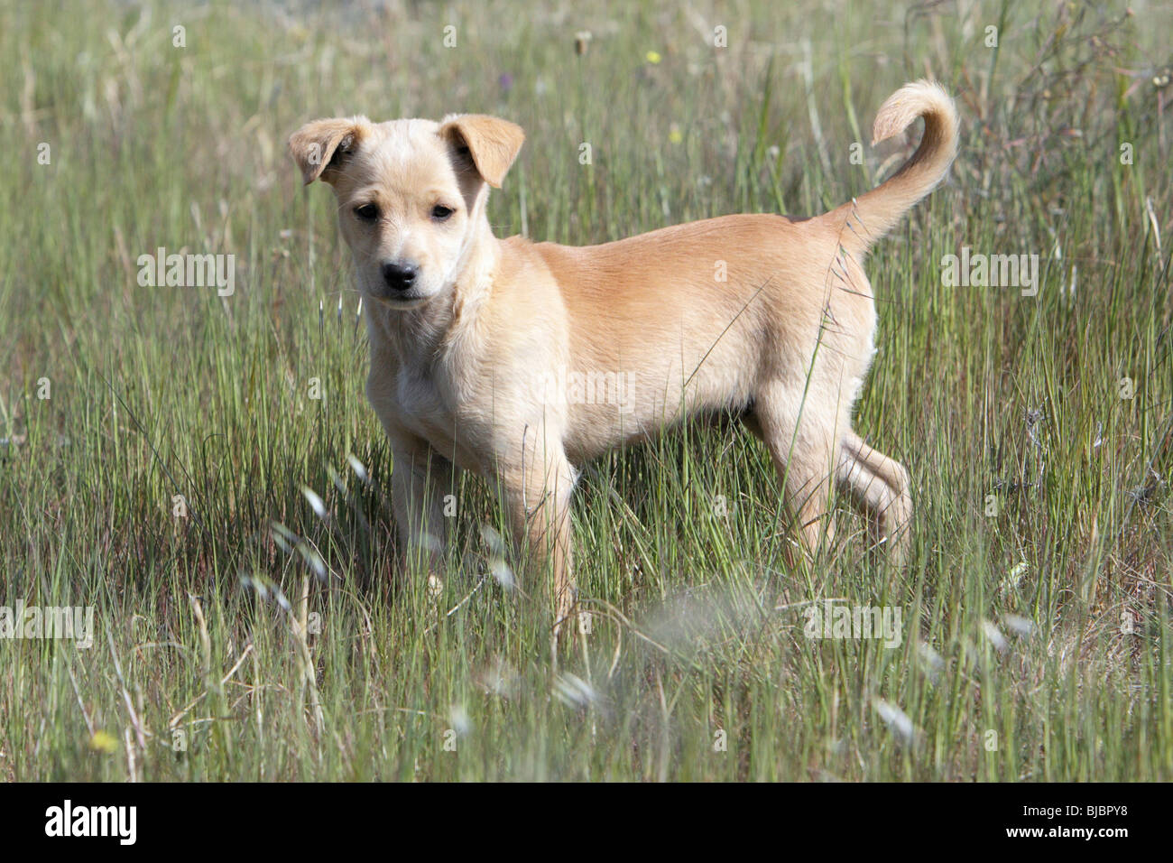 Mongrel Dog, puppy, Portugal Stock Photo