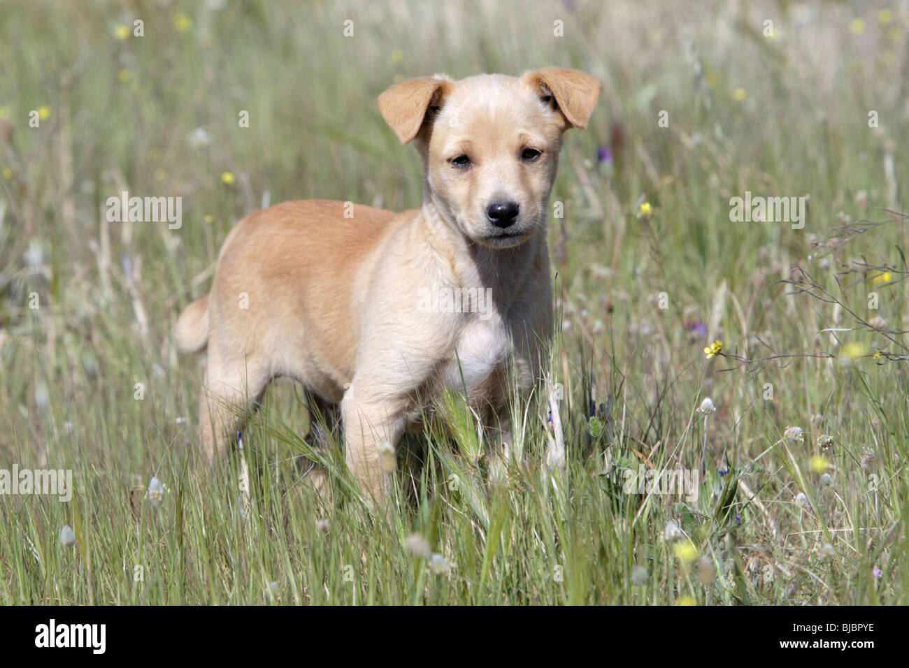 Mongrel Dog, puppy, Portugal Stock Photo