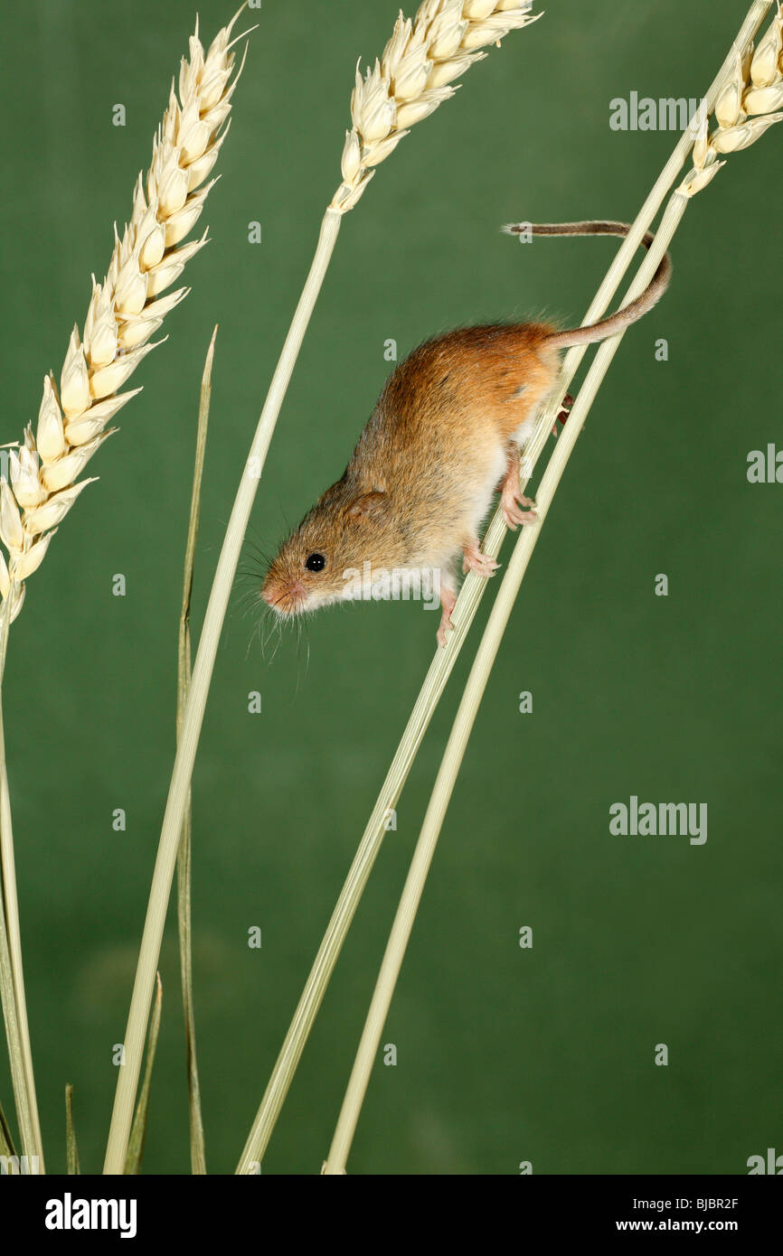 Harvest Mouse (Micromys minutus), climbing using prehensile tail, between wheat stalks Stock Photo