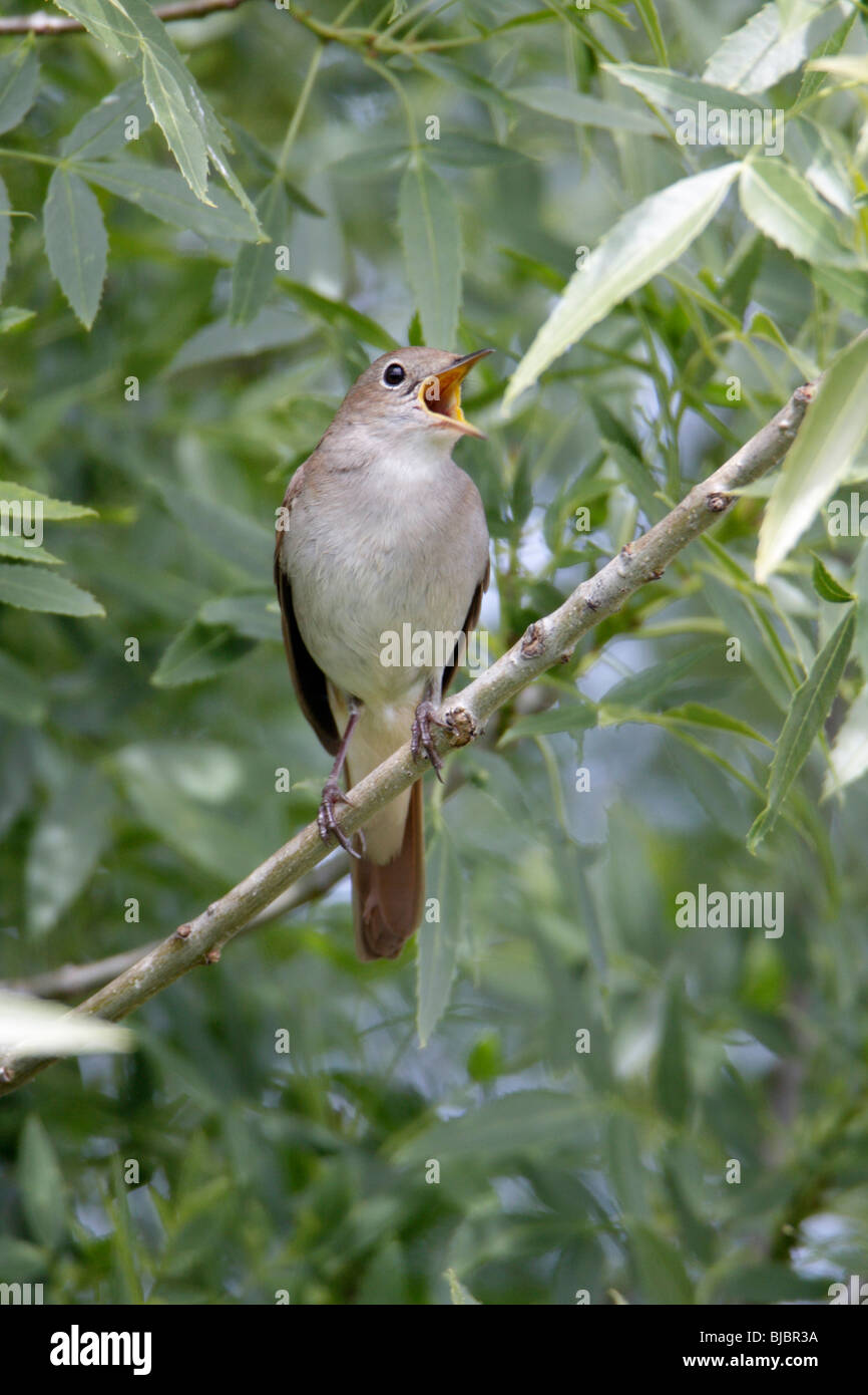 Nightingale singing hires stock photography and images Alamy