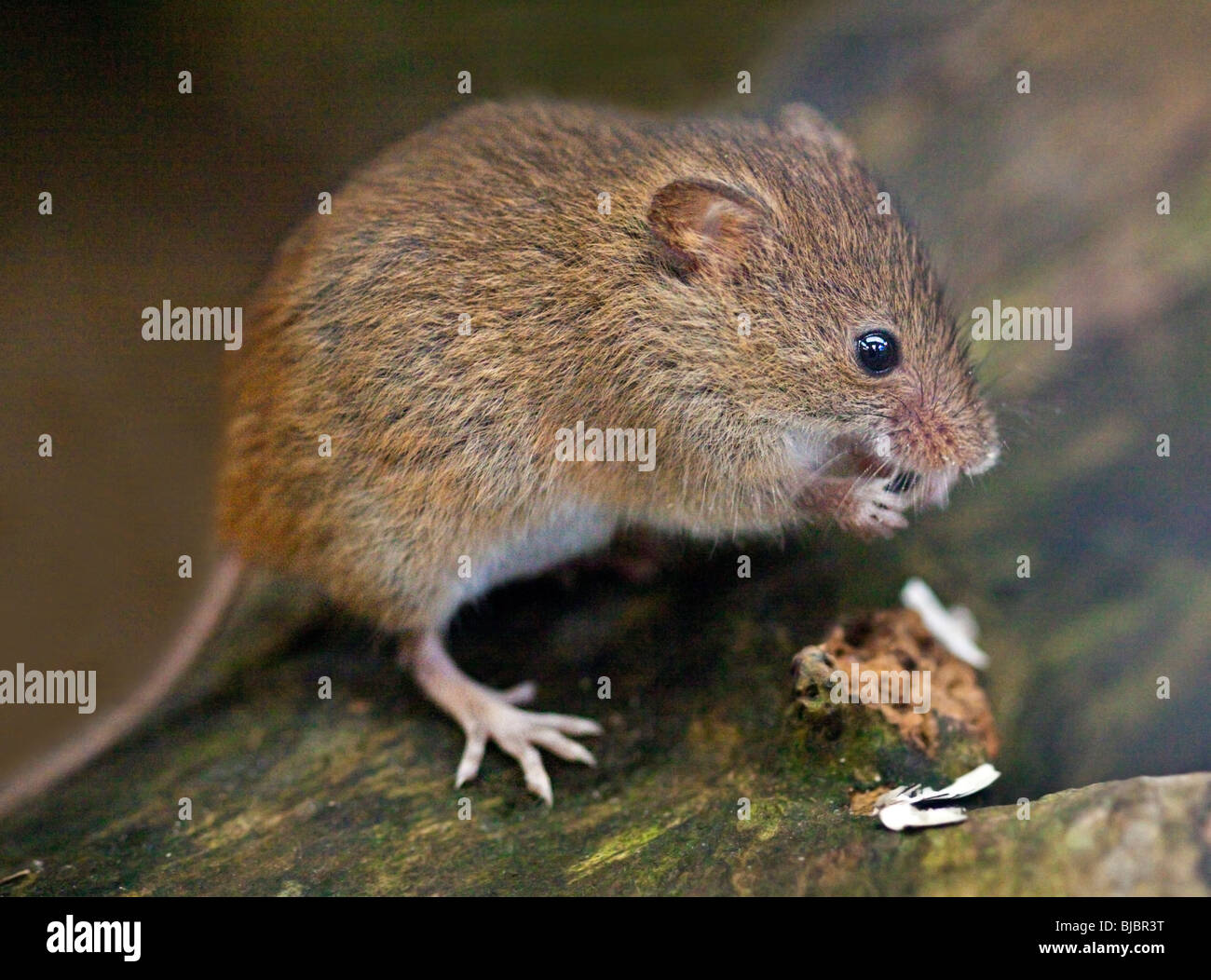 Harvest mouse eating hires stock photography and images Alamy