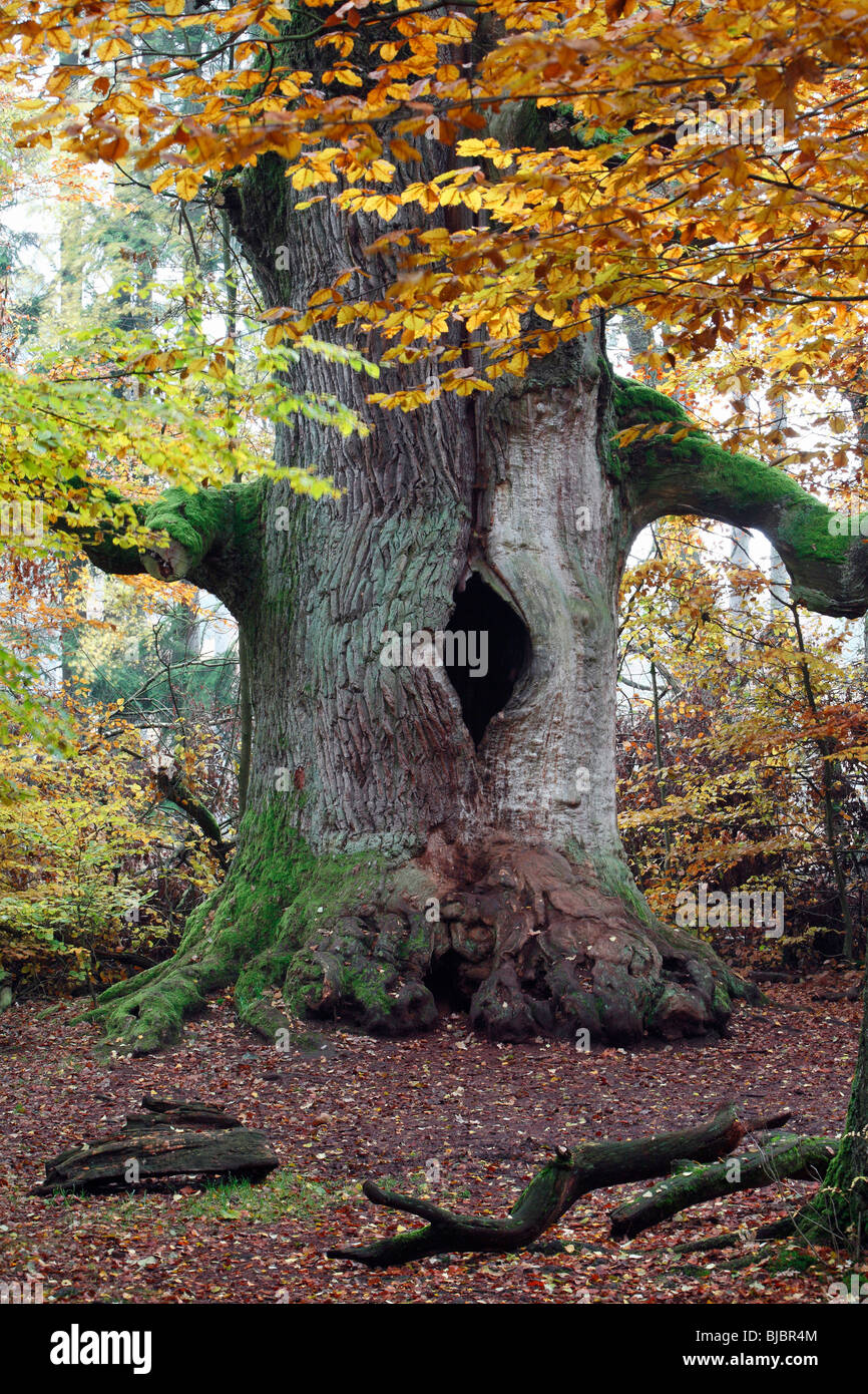 Oak Tree (Quercus robur), ancient tree in autumn, Sababurg Ancient ...