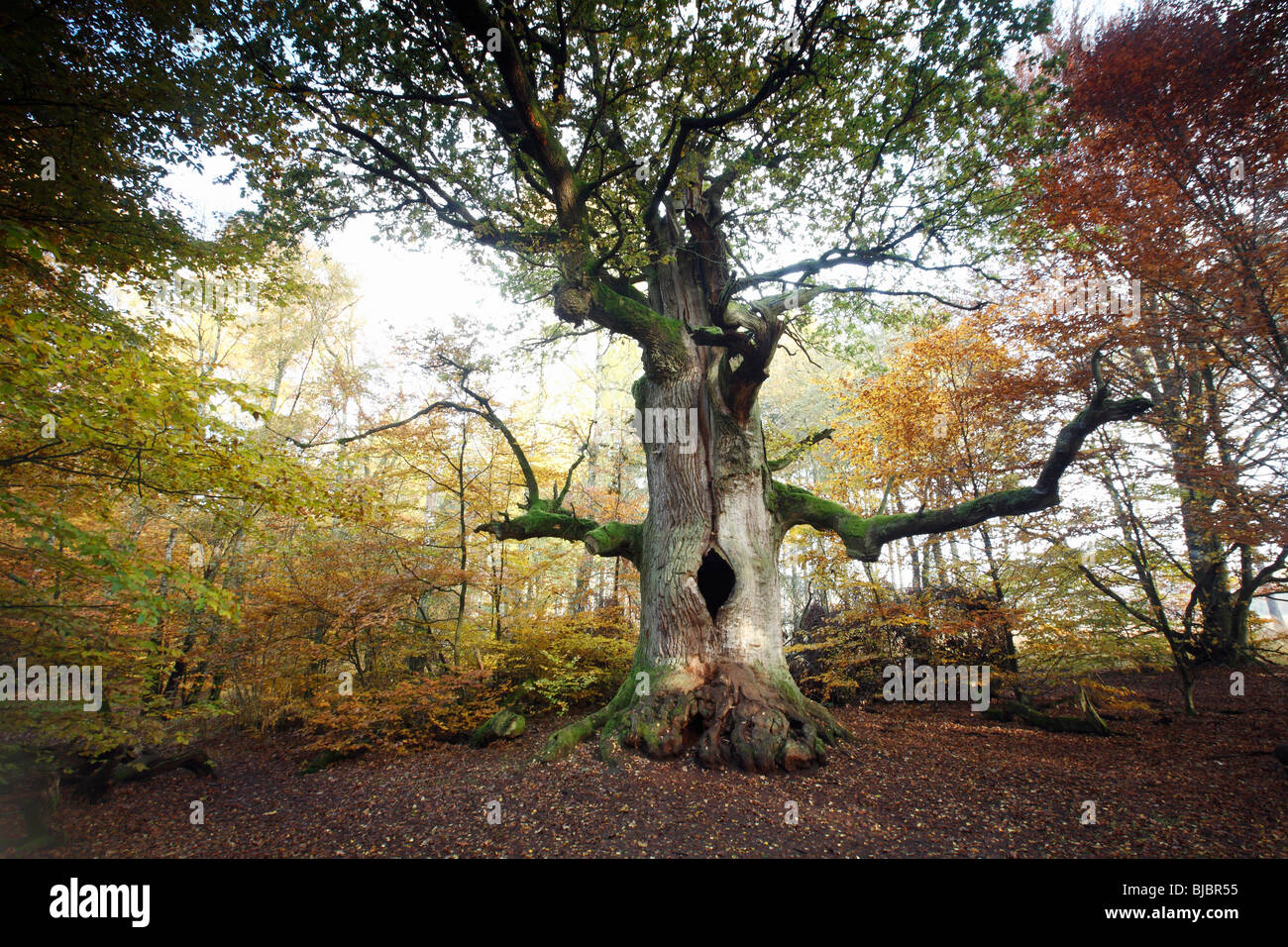 Oak Tree (Quercus robur), ancient tree in autumn, Sababurg Ancient ...