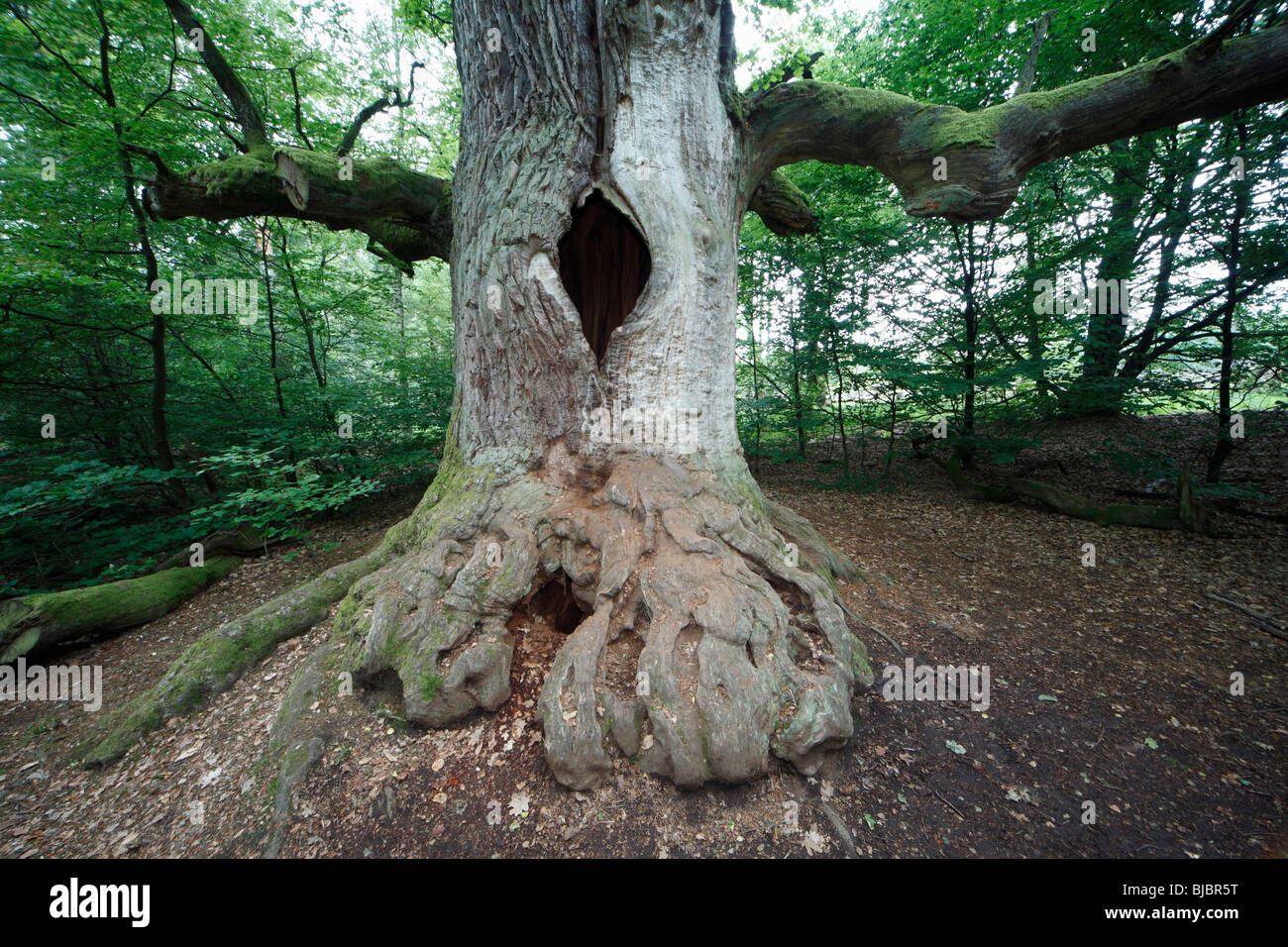 Oak Tree (Quercus robur), ancient tree in summer, Sababurg Ancient ...