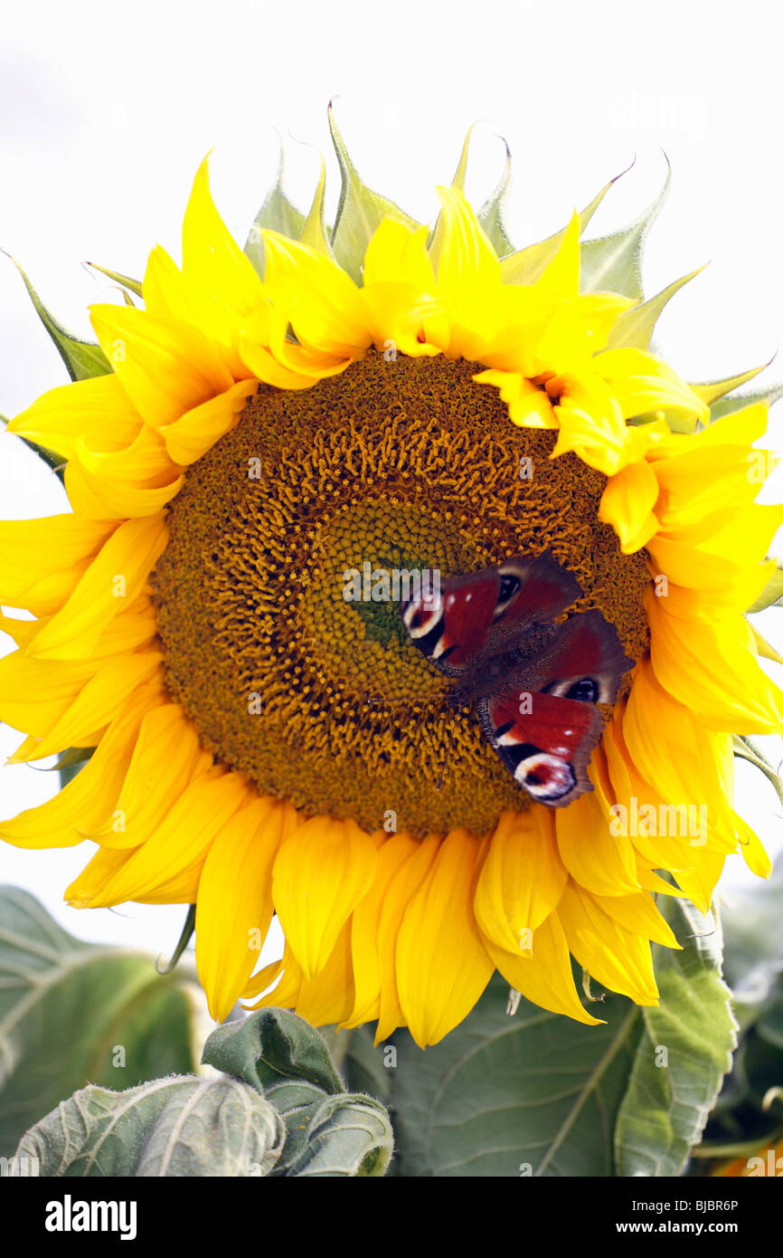 Peacock Butterfly (Inachis io) feeding on Sunflower (Helianthus annuus), Germany Stock Photo