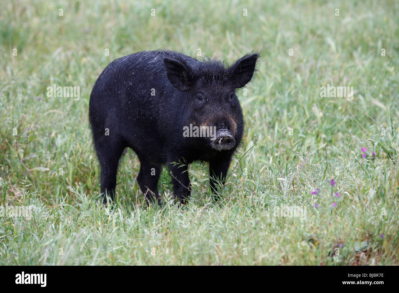 Iberian Domestic Pig (Sus scrofa domestica), on meadow, Alentejo, Portugal Stock Photo