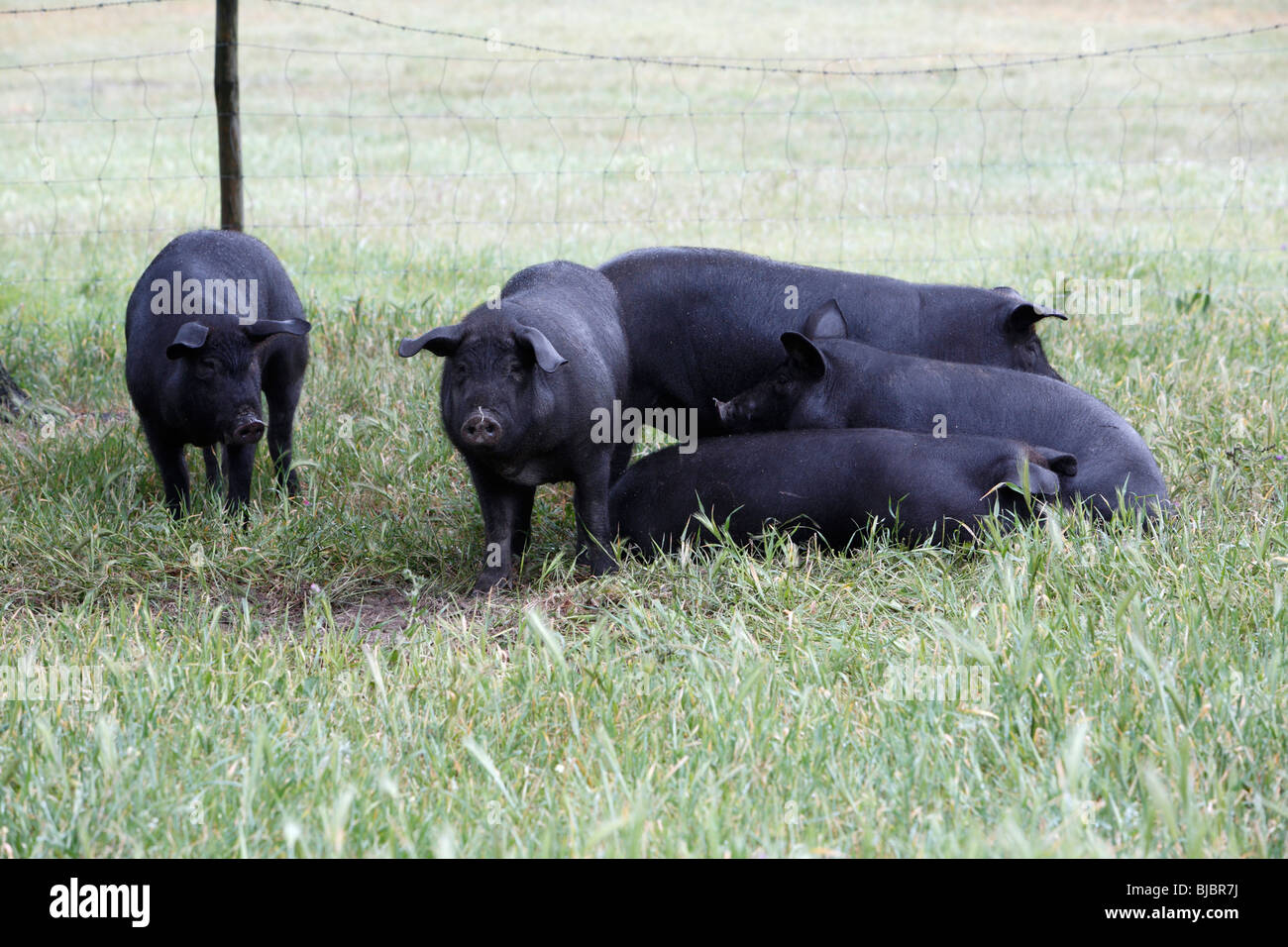 Iberian Domestic Pigs (Sus scrofa domestica), on meadow, Alentejo, Portugal Stock Photo
