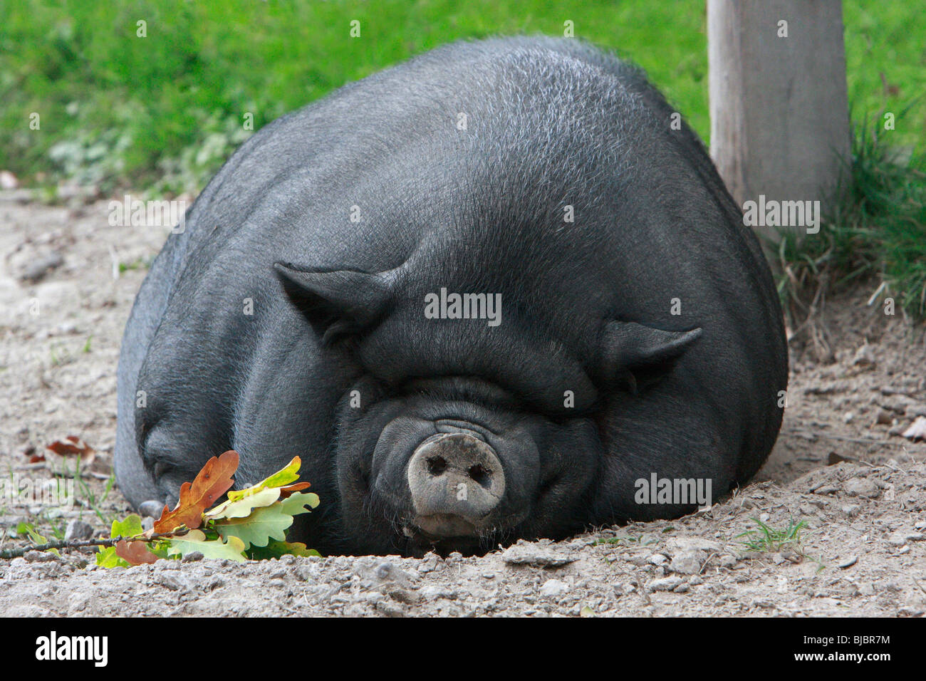Vietnamese Pot-bellied Pig, sleeping Stock Photo