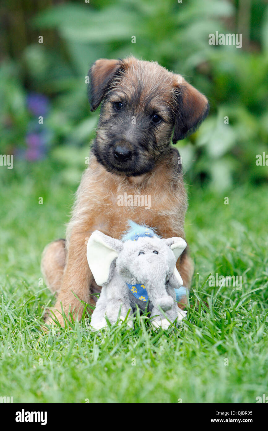 Westfalen Terrier Puppy - with cuddly toy in garden Stock Photo