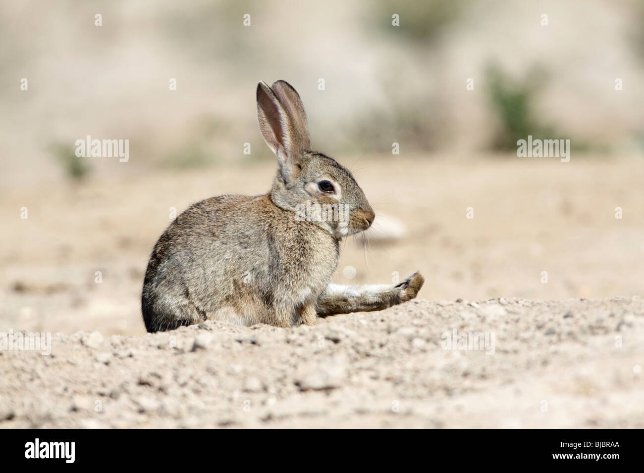 Wild Rabbit (Oryctolagus cuniculus), stretching its hind leg, Alentejo, Portugal Stock Photo