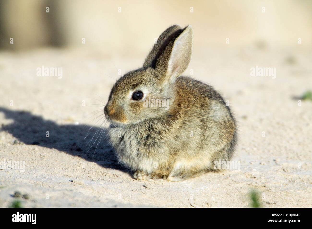 Wild Rabbit (Oryctolagus cuniculus), baby sitting at burrow entrance, Alentejo, Portugal Stock Photo