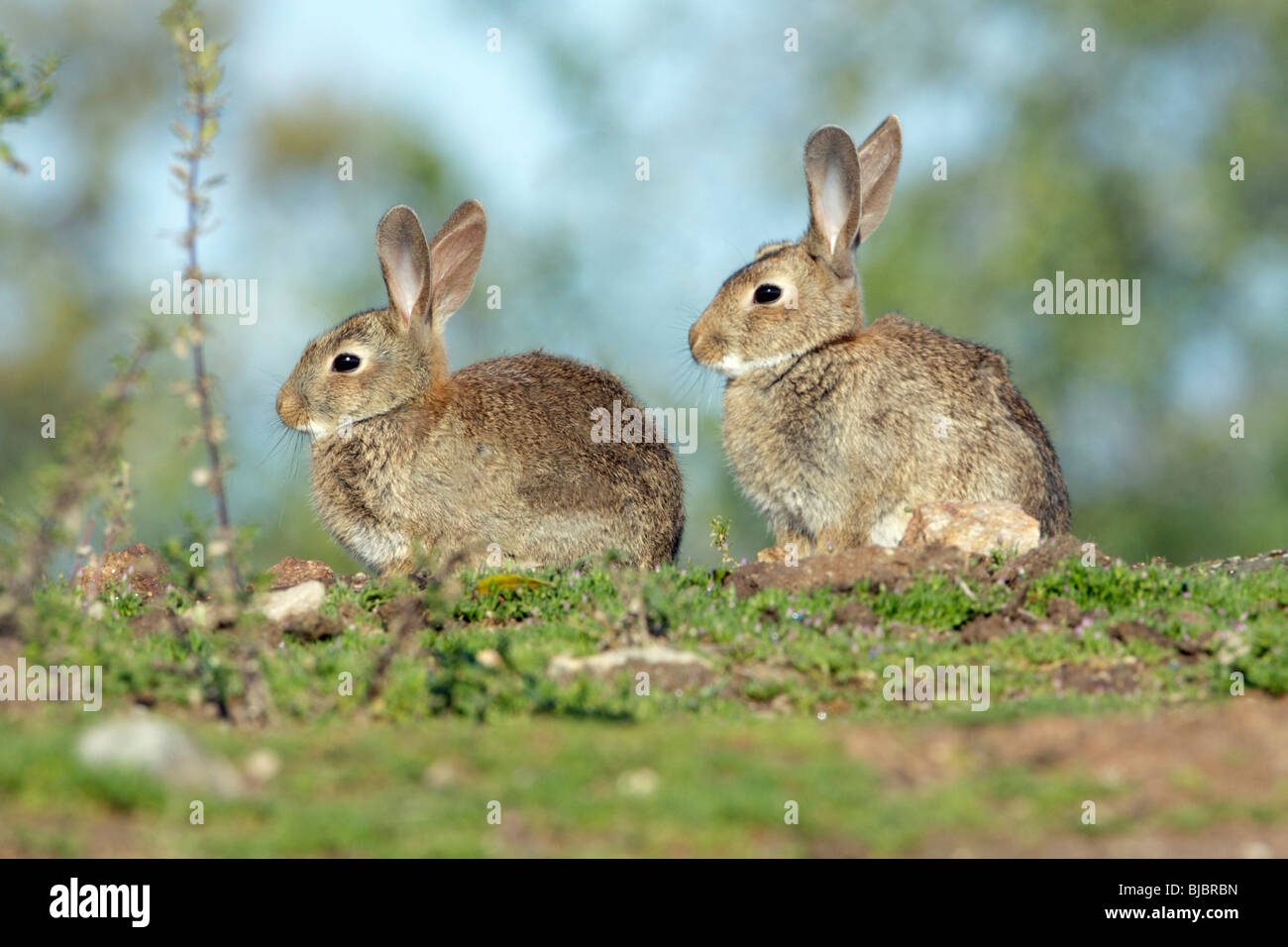 Wild Rabbit (Oryctolagus cuniculus), two sitting on pasture, Alentejo ...