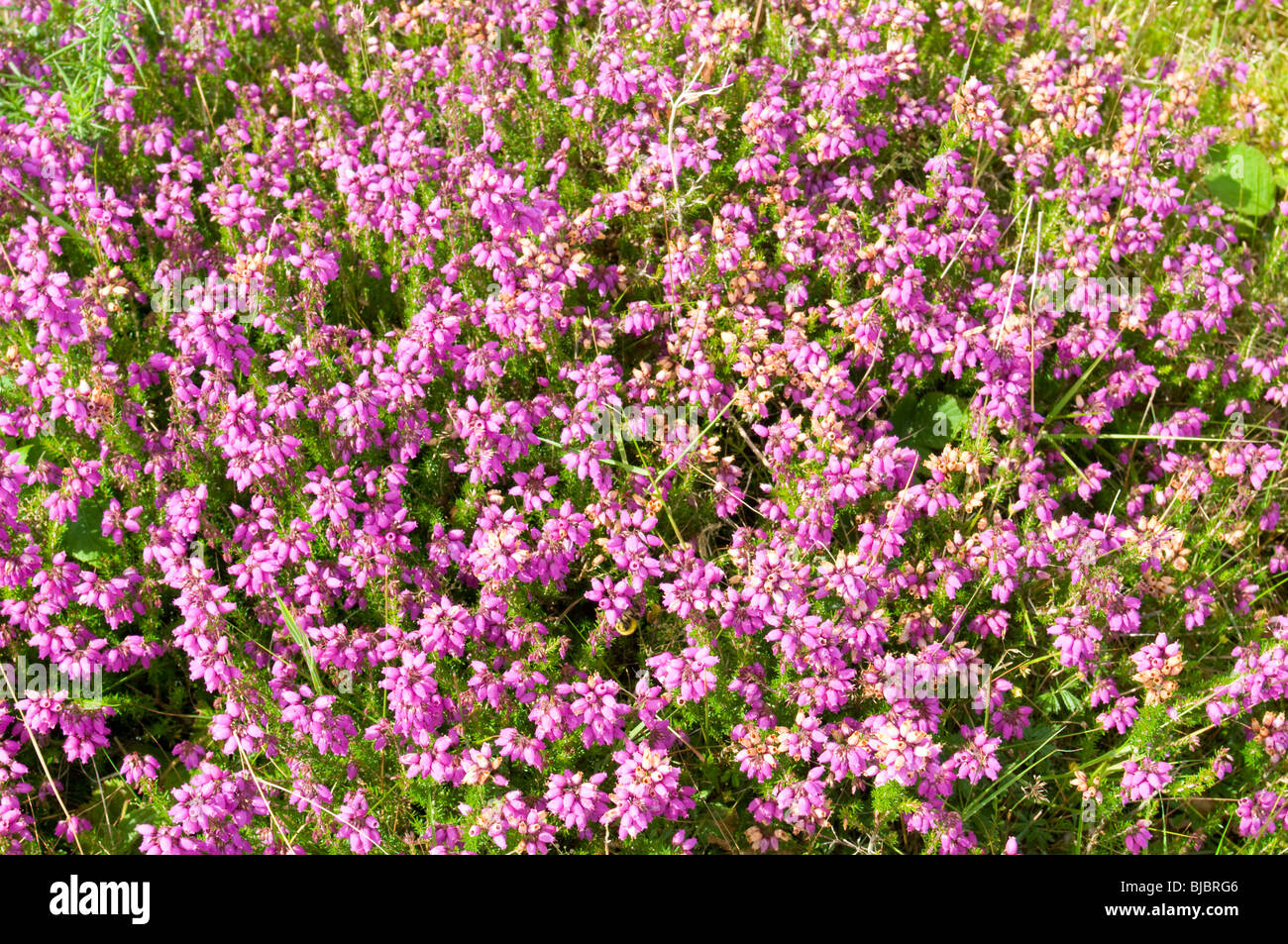 Close up of purple heather flowering on Dartmoor, Devon UK Stock Photo