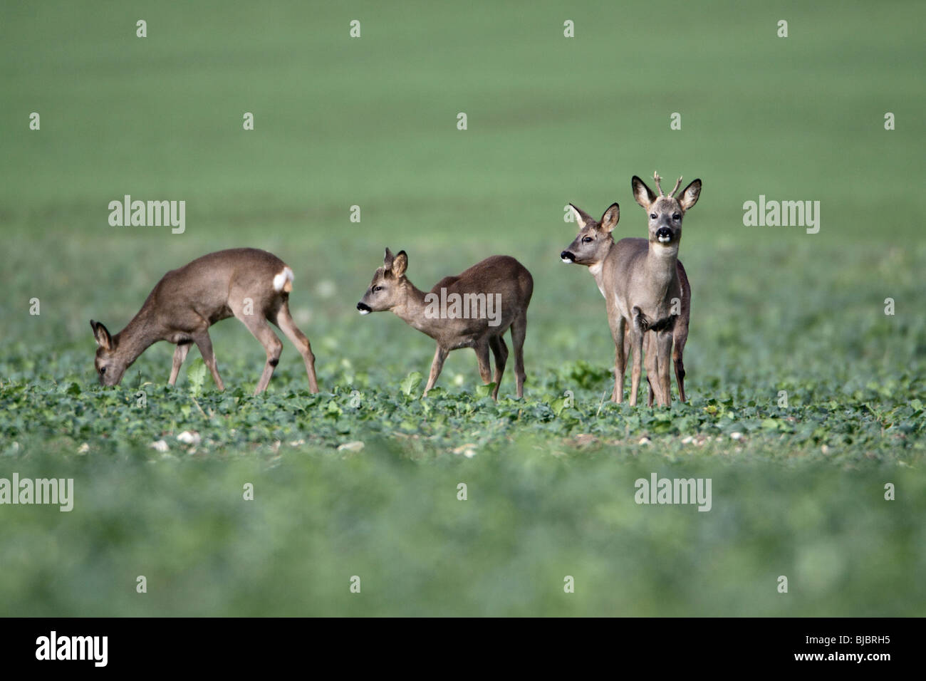 Roe Deer (Capreolus capreolus) Buck grazing with three does on arable land, Germany Stock Photo