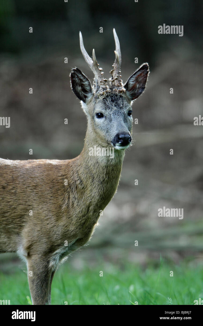 Roe Deer (Capreolus capreolus), Buck standing alert, Germany Stock Photo