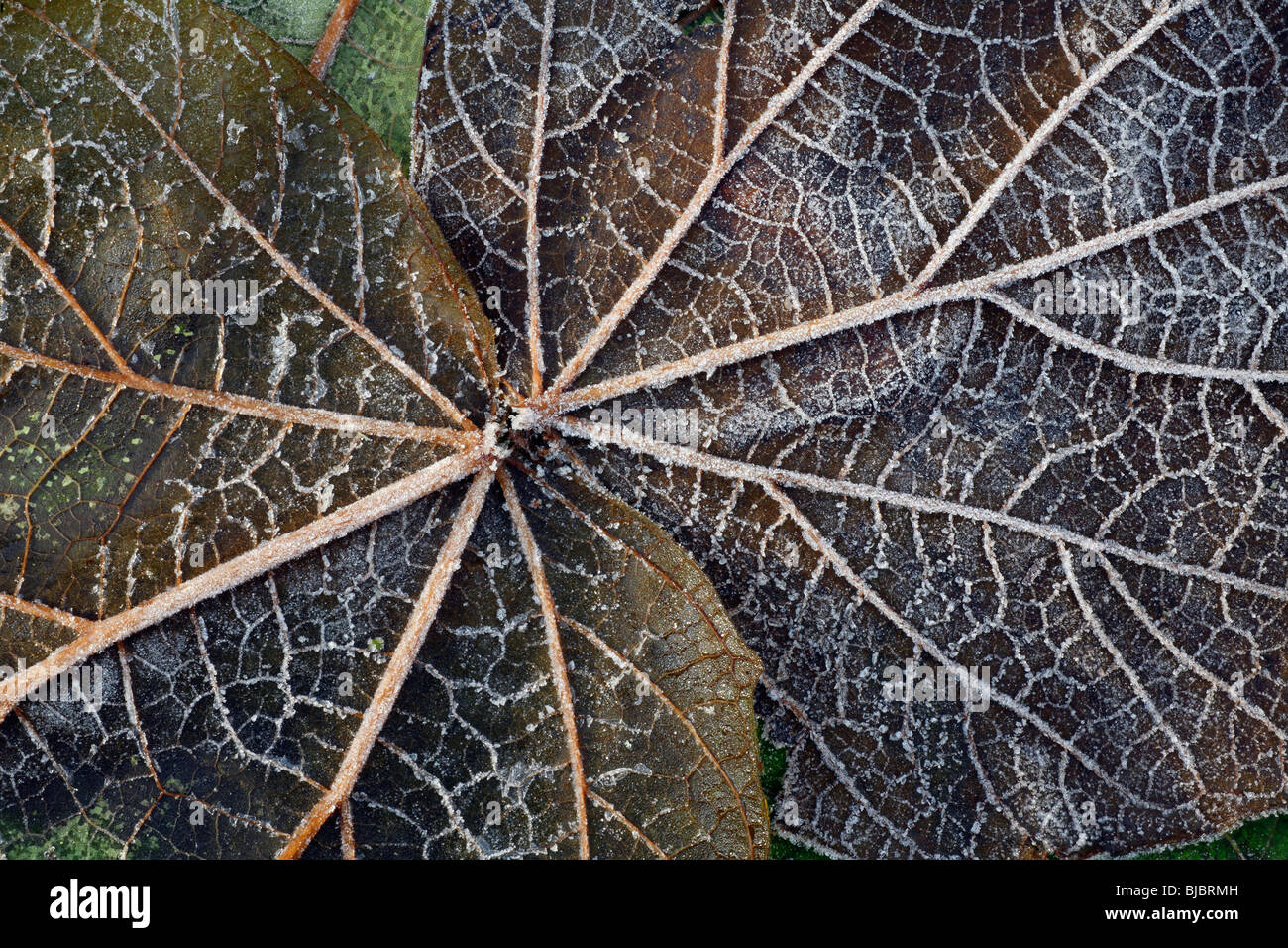 Indian Bean Tree (Catalpa bignonioides), leaves covered with frost, Germany Stock Photo
