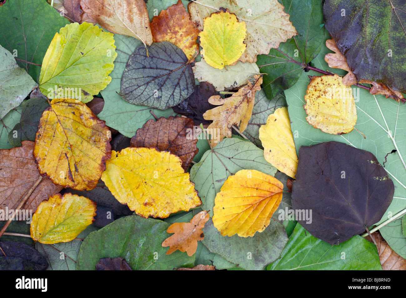 Mixed Leaves, showing autumn colour, Germany Stock Photo