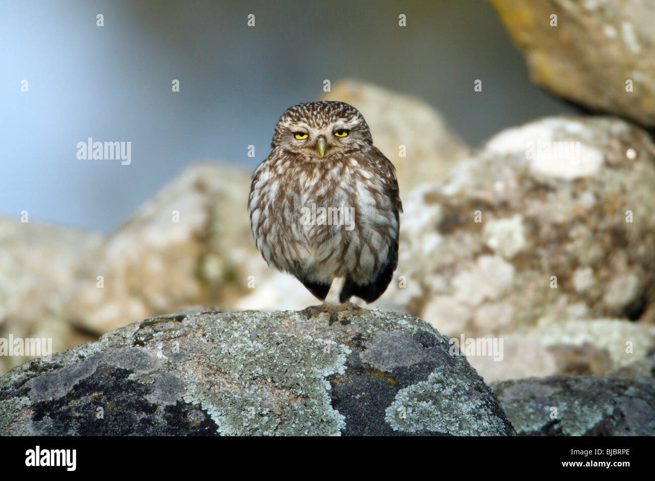 Little Owl (Athena noctua), perched on boulders, Alentejo, Portugal Stock Photo