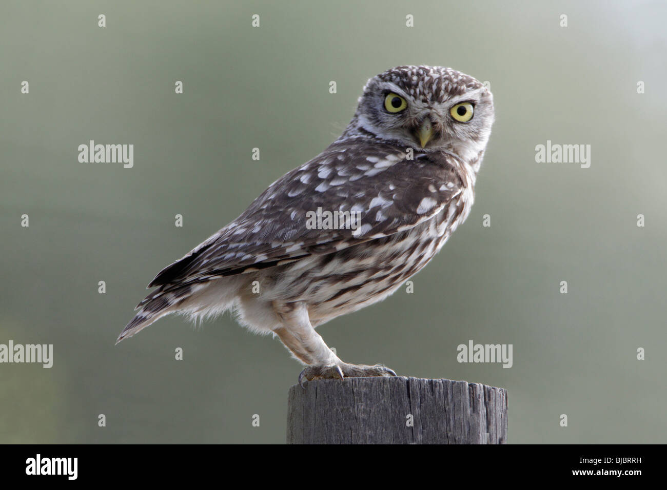 Little Owl (Athena noctua), perched on fence post, Alentejo, Portugal Stock Photo