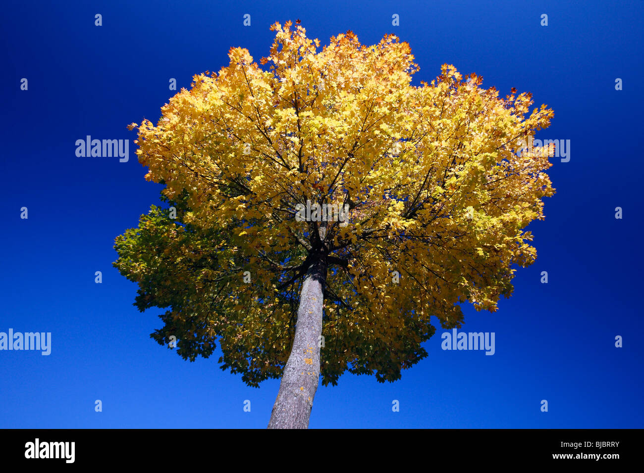 Norway Maple (Acer platanoides), showing autumn colour, Germany Stock Photo