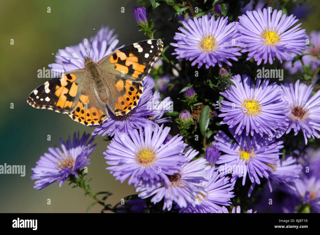 painted lady plant family
