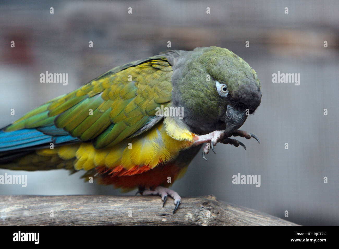 Burrowing Parrot / Patagonian conure (Cyanoliseus patagonus), cleaning foot, perched on stick Stock Photo