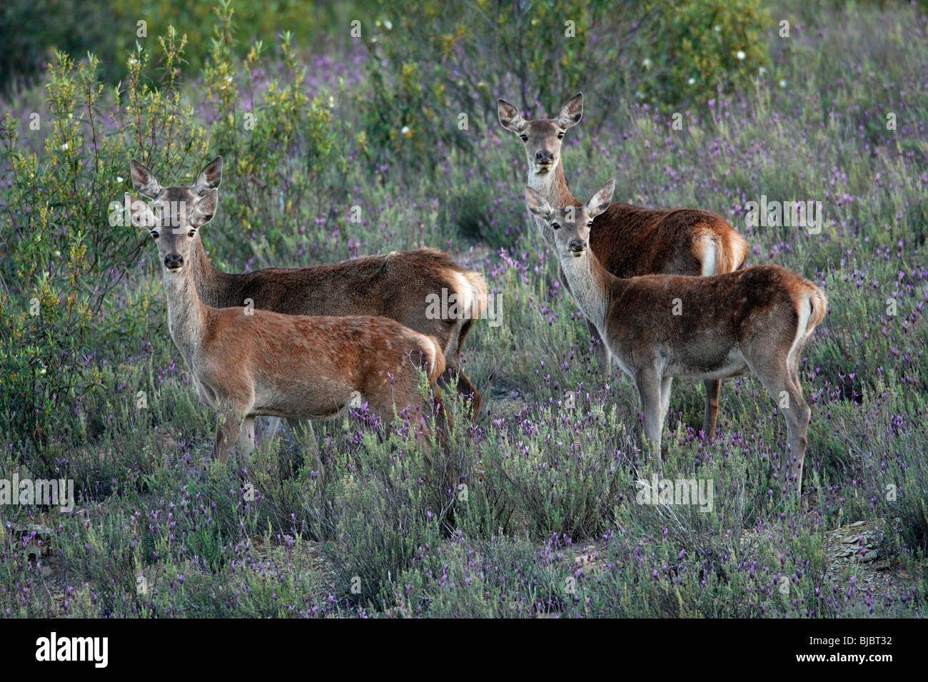 Red Deer (Cervus elaphus) - 2 hinds with their calves in scrub Lavender, region of Alentejo, Portugal Stock Photo