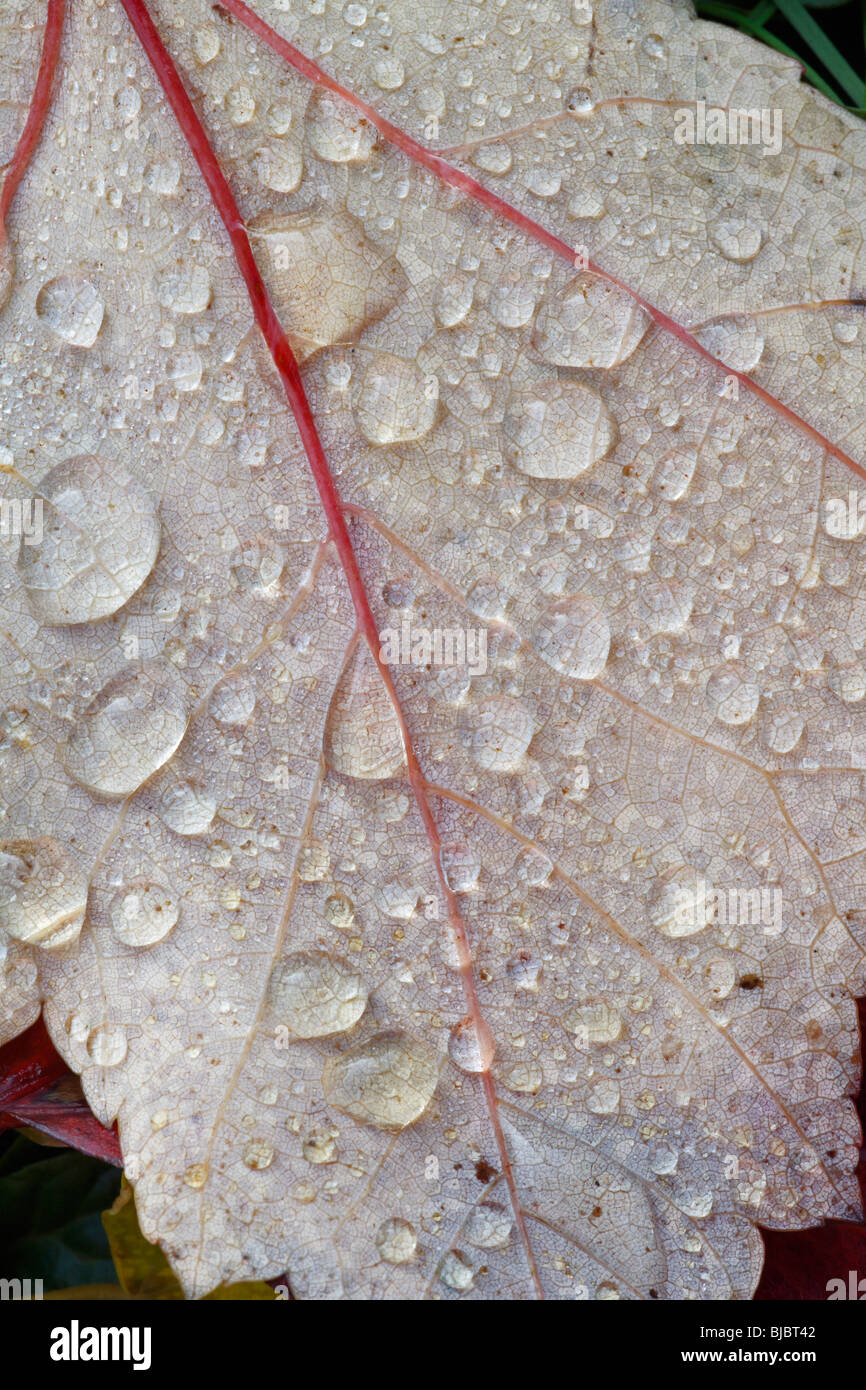 Red maple acer rubrum leaf hi-res stock photography and images - Alamy