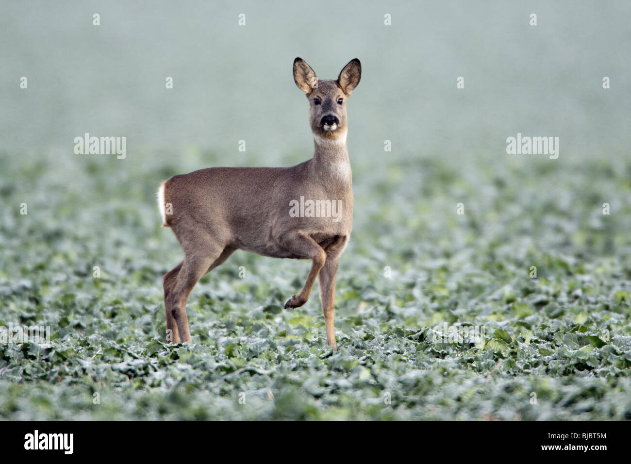 Roe doe deer hi-res stock photography and images - Alamy