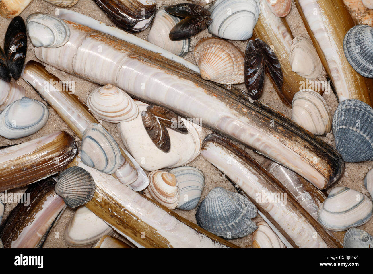 Razor shells (Enis siliqua)  Baltic Tellin (Macoma balthica) Common Mussel (Mytilus edulis) Common Cockles (Cerastoderma edula) Stock Photo