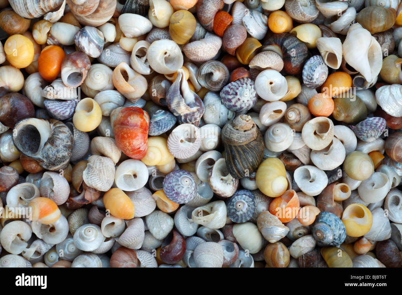Sea Snail and Dogwhelks shells, Europe Stock Photo