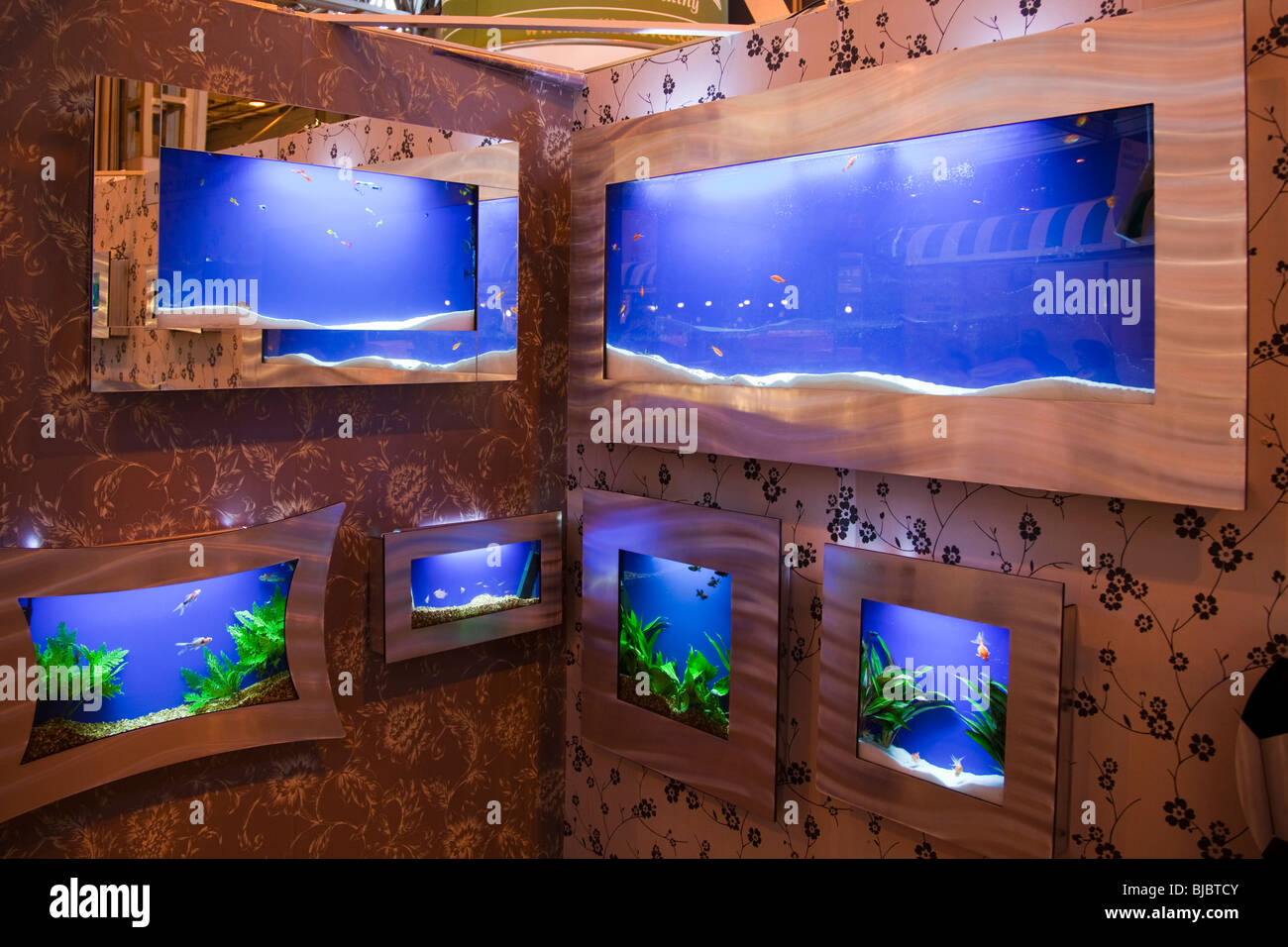 fish tanks wall mounted display fro tropical fishes Stock Photo Alamy
