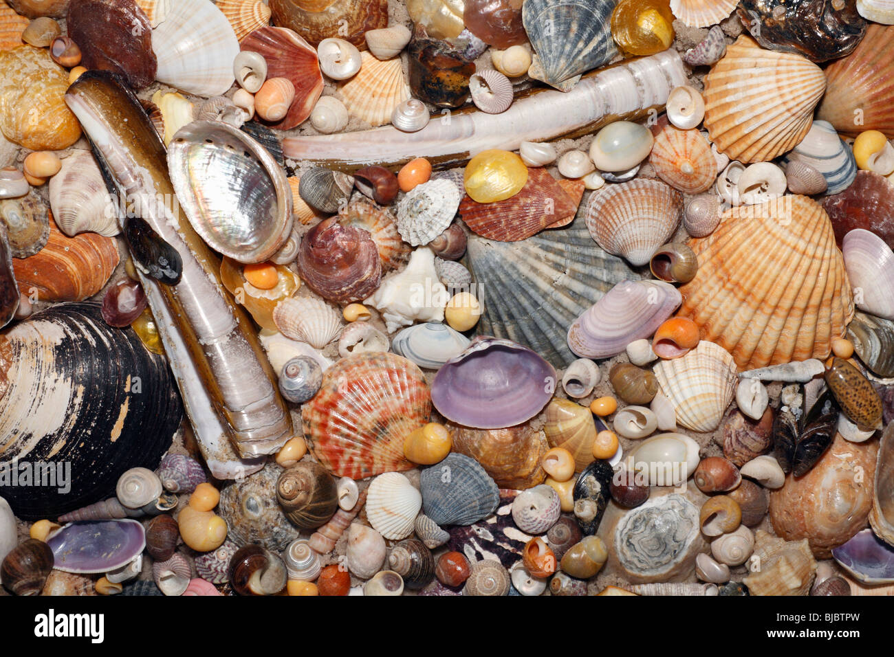 Atlantic Mixed Shells and star fish, on beach in Coto Donana National Park, Andalucia, South Spain Stock Photo