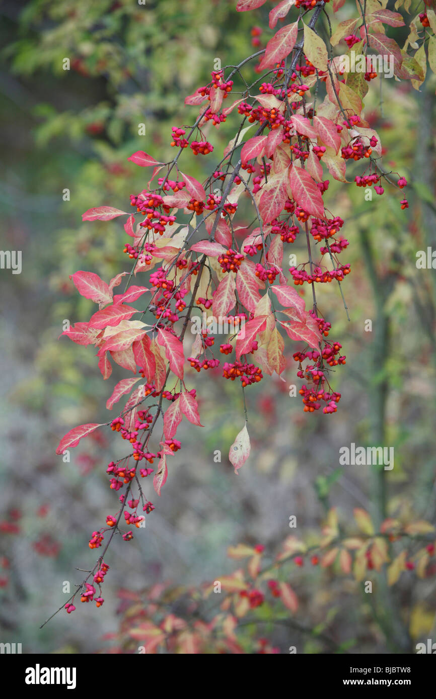 European Spindle (Euonymus europaeus), berries and leaves in autumn colour Stock Photo