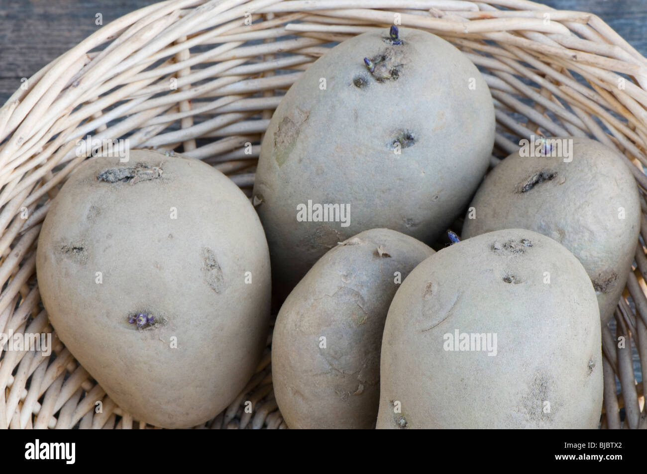 International Kidney seed potatoes, early main crop , also marketed as
