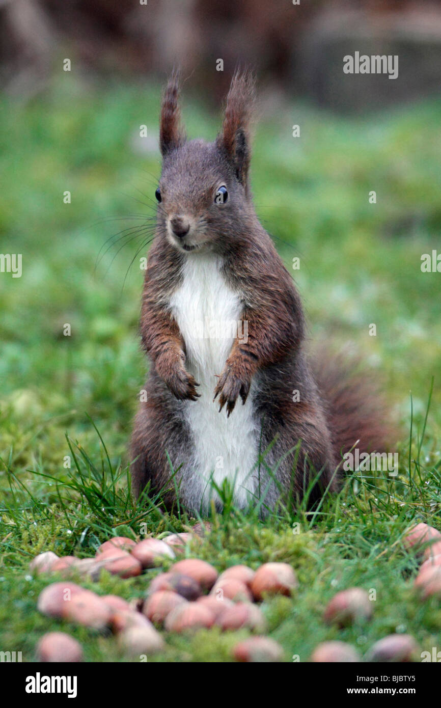 European Red Squirrel (Sciurus vulgaris), standing upright in garden, alert Stock Photo