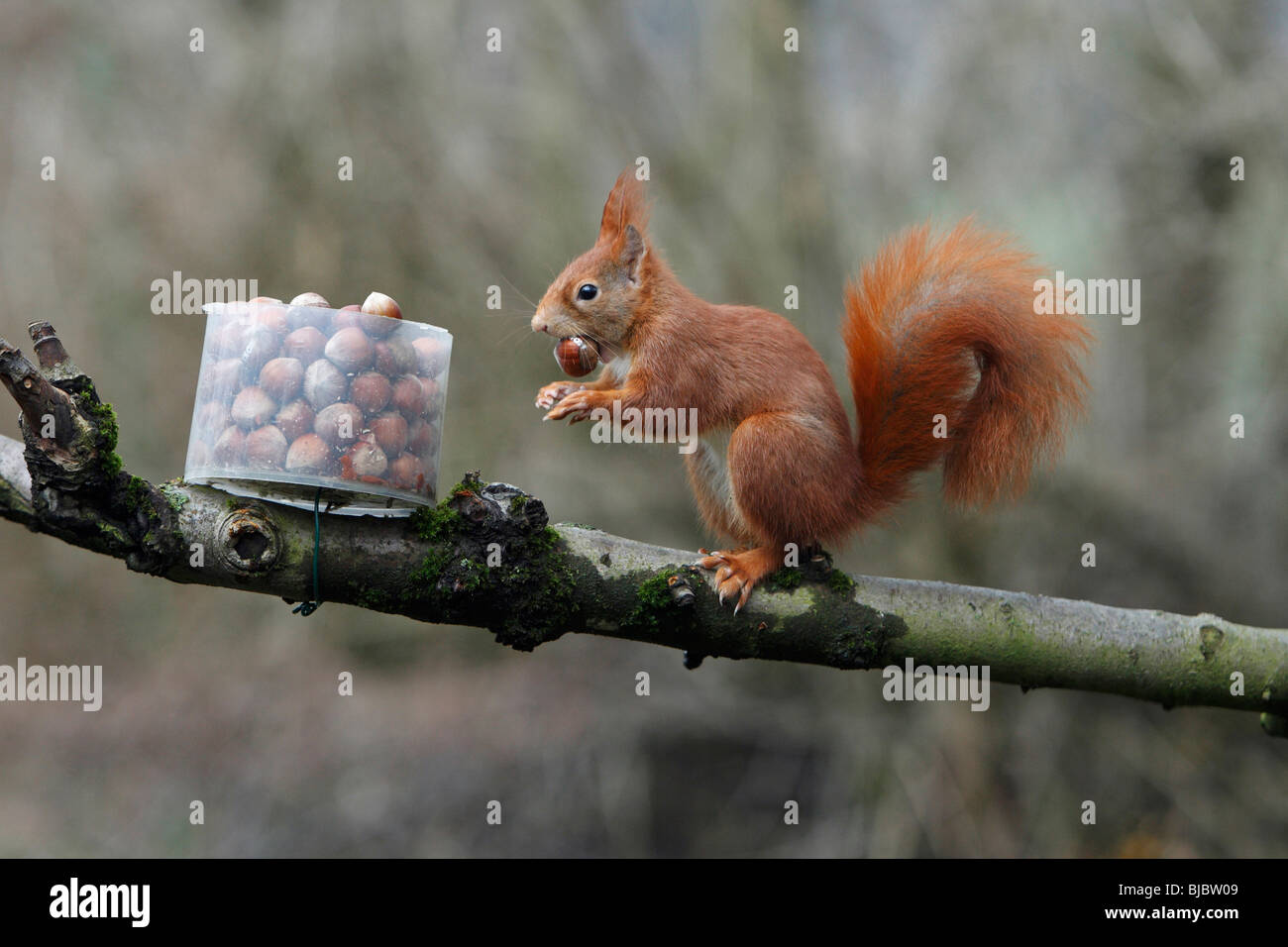 European Red Squirrel (Sciurus vulgaris), taking hazelnut from feeding station in garden, autumn Stock Photo