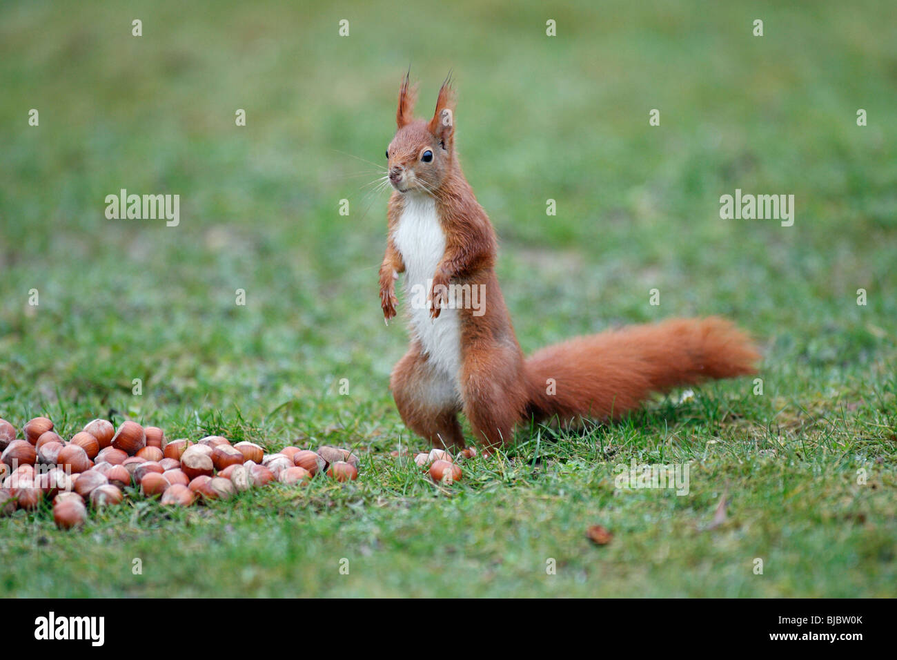 European Red Squirrel (Sciurus vulgaris), standing upright in garden, alert Stock Photo