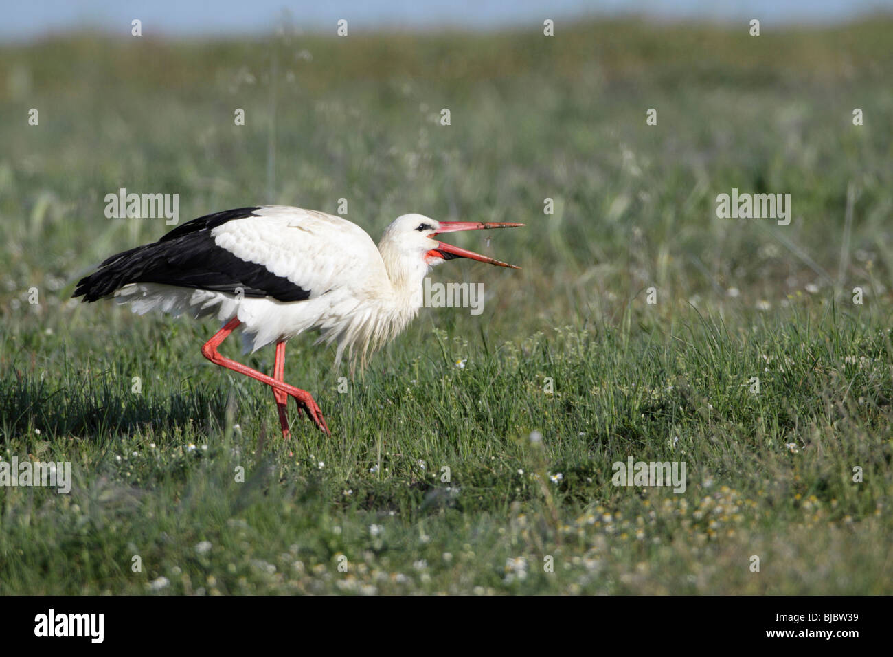 White Stork (Ciconia ciconia), catching insects on meadow, Extremadura, Spain Stock Photo