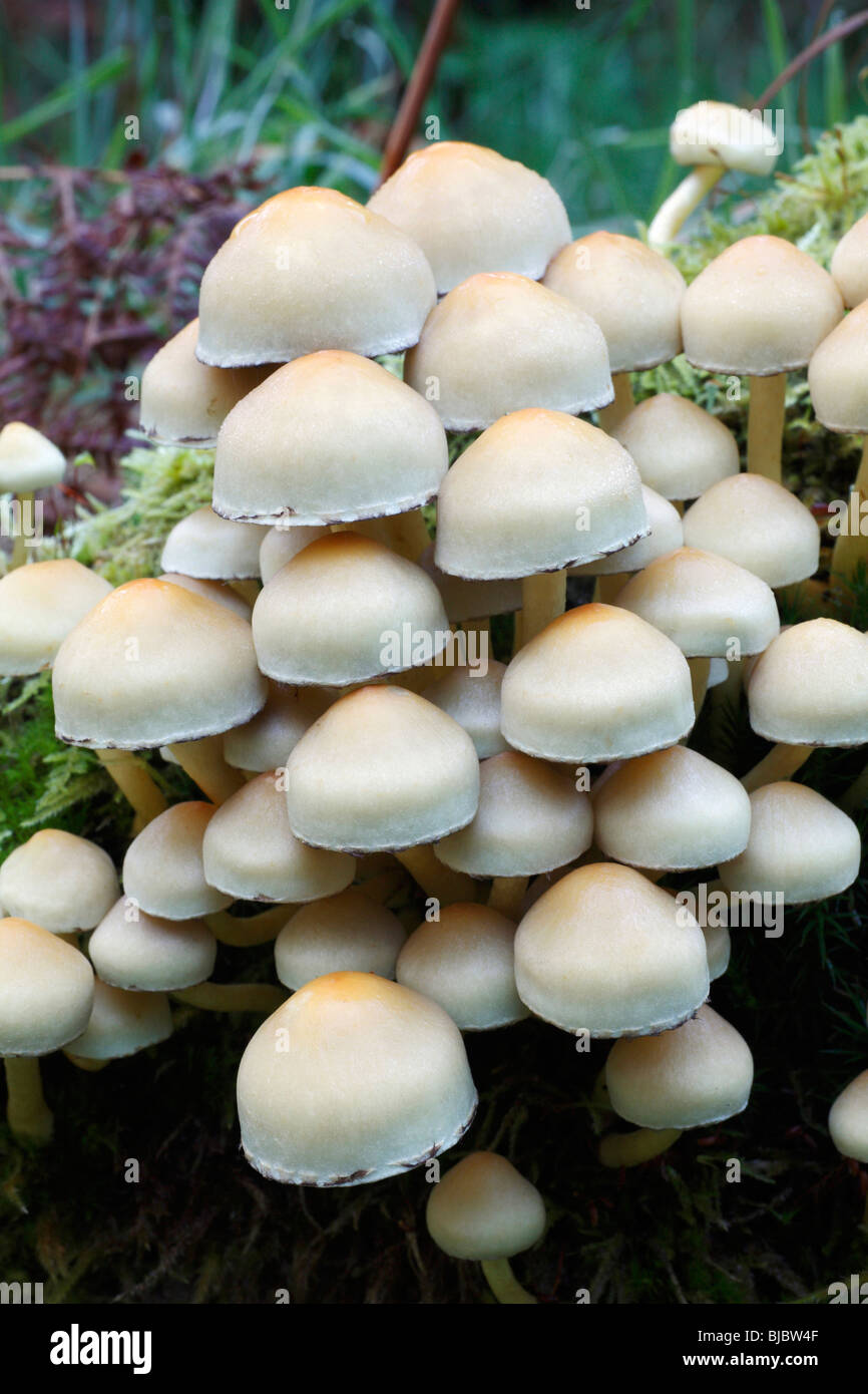 Sulphur Tuft Fungi (Hypholoma fasciculare), growing on decaying tree stems in forest, Germany Stock Photo