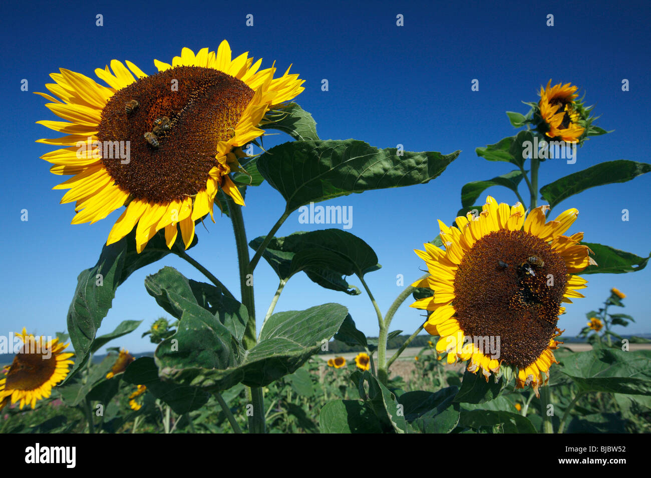 Honeybees (Apis mellifera) feeding on a Sunflower heads (Helianthus annuus), Germany Stock Photo