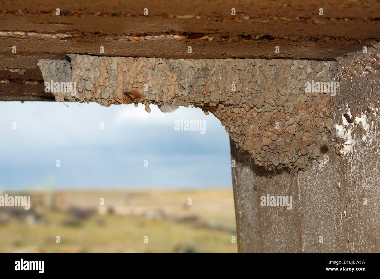 Red Rumped Swallow (Hirundo daurica), nest under a bridge, Portugal