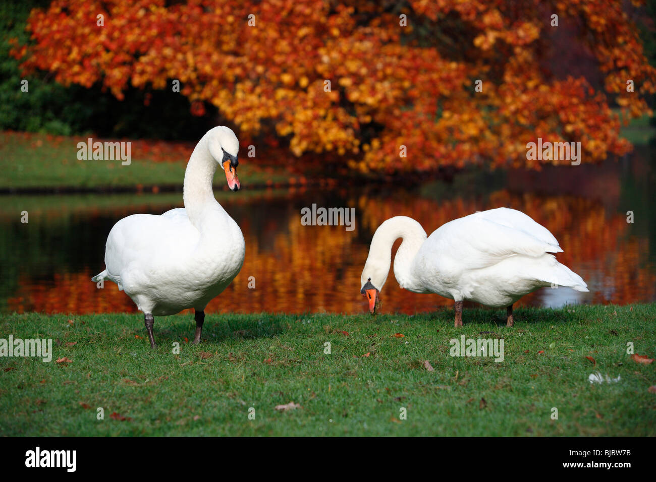 Mute Swan (Cygnus olor), pair feeding at edge of lake in autumn, Germany Stock Photo