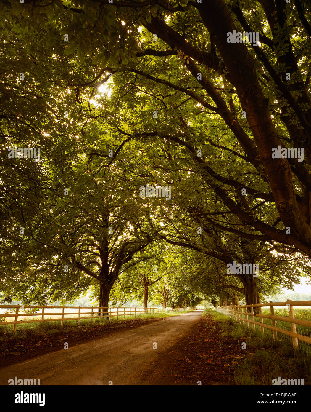DIRT ROAD IN THE COUNTRY LINED WITH TREES UK. Stock Photo