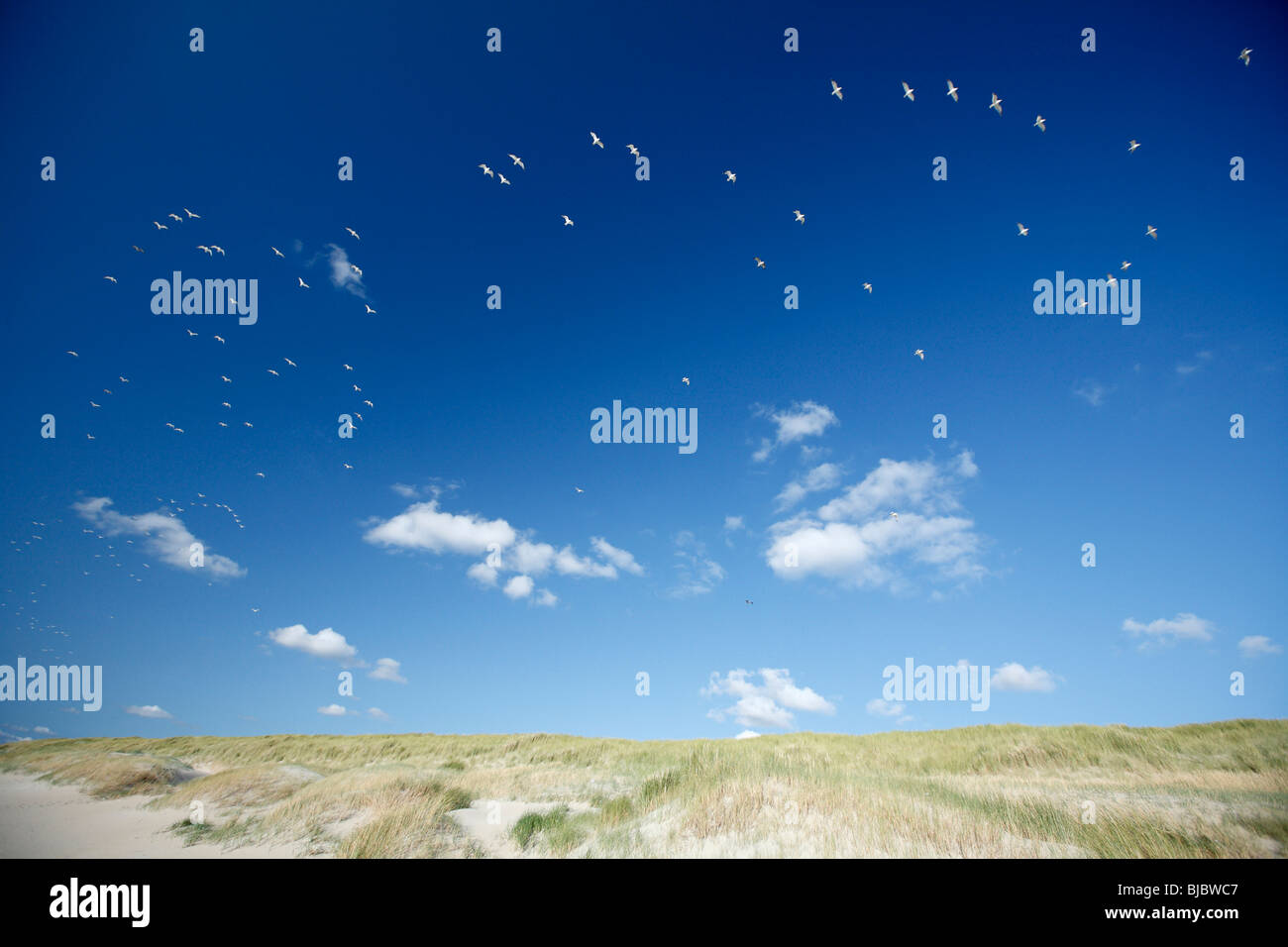 Seagulls flying over sand dunes, Texel Island, Holland Stock Photo