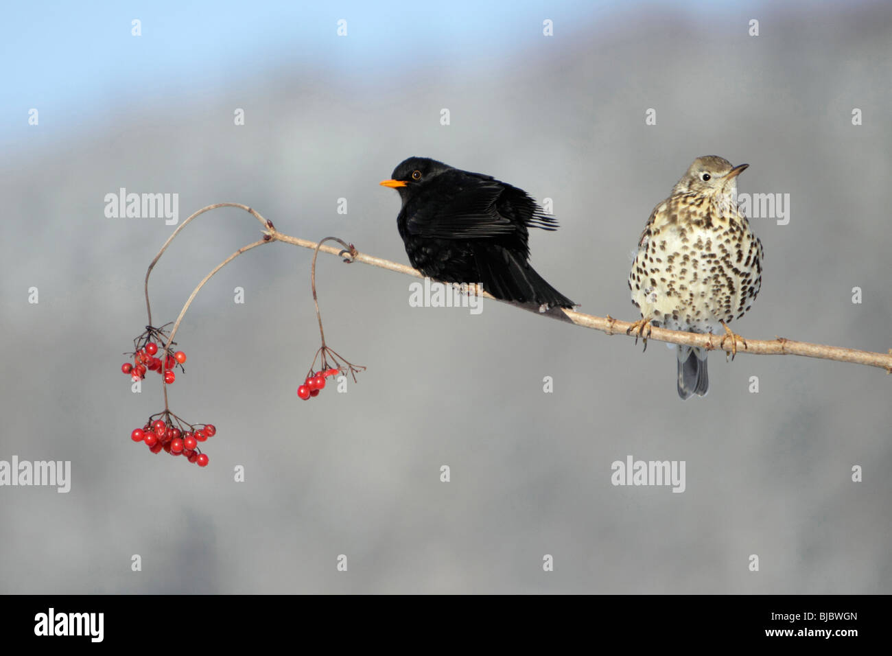 Blackbird (Turdus merula), and Mistle Thrush (Turdus viscivorus), perched on branch with berries in winter, Germany Stock Photo