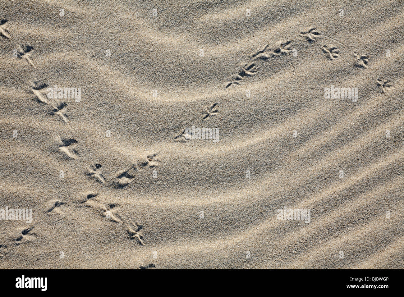 Bird Tracks In Sand Texel Island Holland Stock Photo Alamy